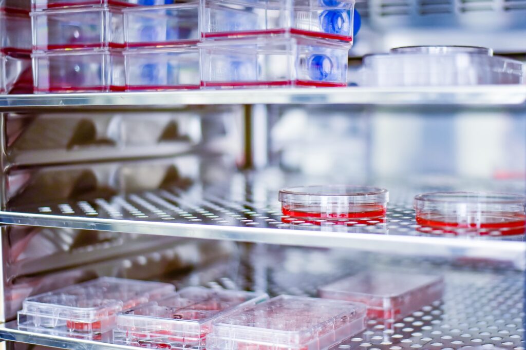 Cell culture plate in incubator
